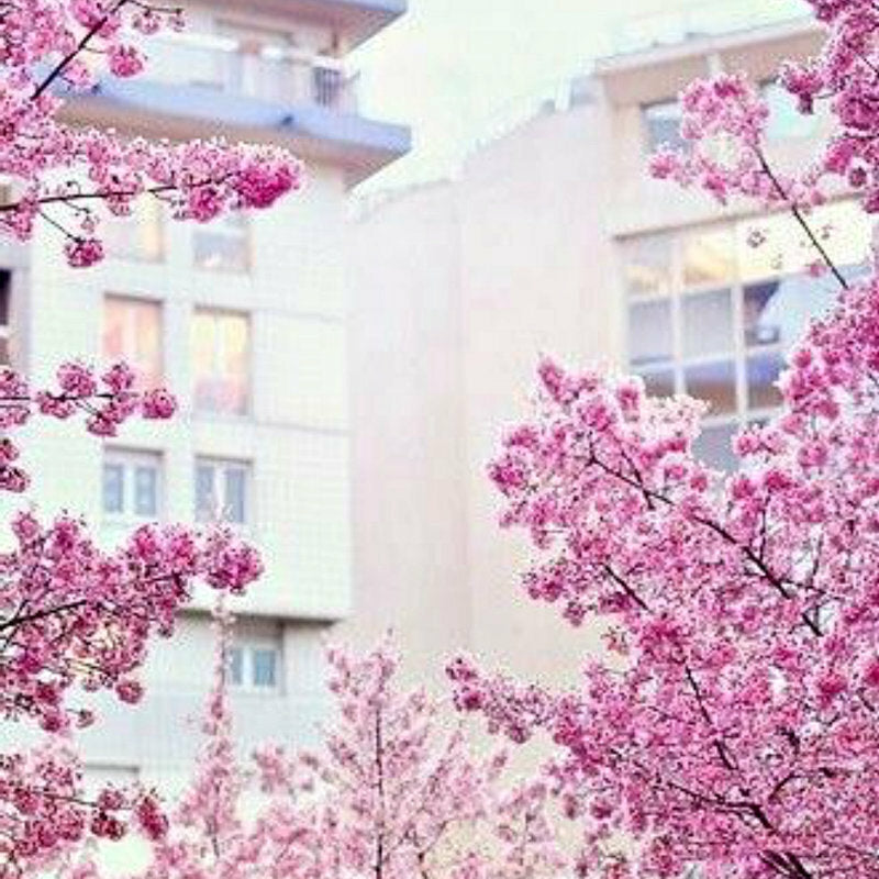 Room sprays - L*sh dupes 100ml & 10ml option