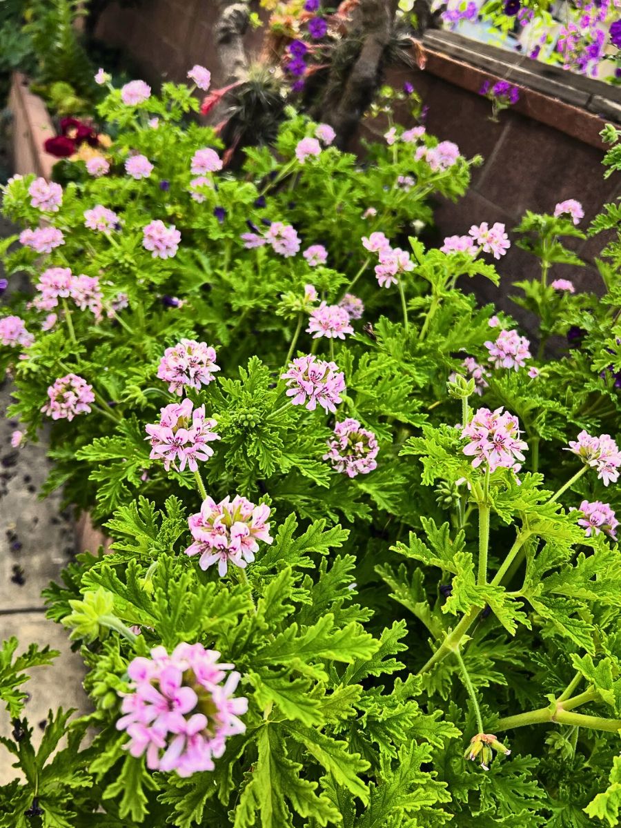 NEW - CITRONELLA.All available products available from this link.